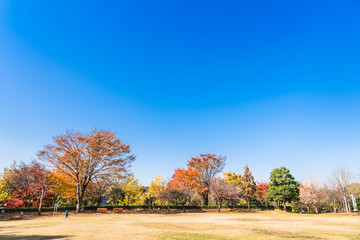 Fototapeta premium 秋晴れの空が広がる公園