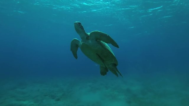 Leucism - Big male Green Sea Turtle (Chelonia mydas) slowly emerges to surface of water to breathe, Red sea, Marsa Alam, Abu Dabab, Egypt
