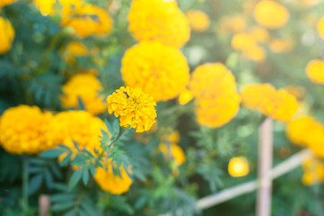 Marigold flowers