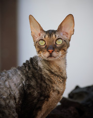Cornish Rex cat portrait