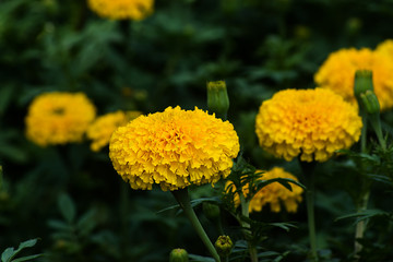 Yellow marigolds flower in the garden.