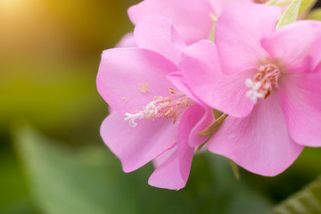 Pink Dombeya flower on tree.