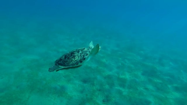 Young male Green Sea Turtle (Chelonia mydas) with Remora fish (Echeneis naucrates) floats to surface of water, breathes and dives to the bottom, Red sea, Marsa Alam, Abu Dabab, Egypt
