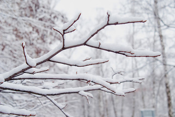 Tree branches in snow on background of a winter forest