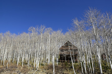 aspen forest