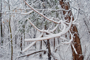 Tree branches in snow on background of a winter forest