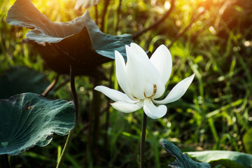 Beautiful white lotus flower