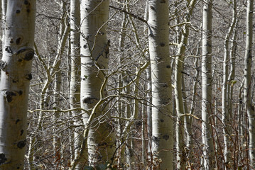 aspen forest