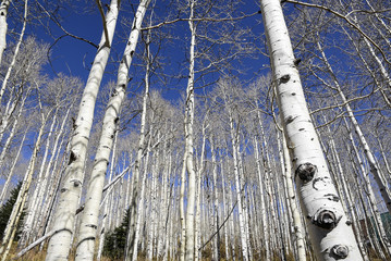 aspen forest