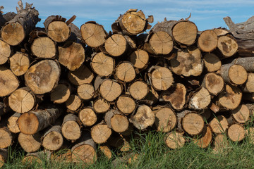 Pine trees for industrial