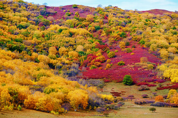 Ther autumn colorful mountains scenic