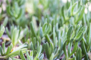 Obraz premium Leuchtende Pflanzen