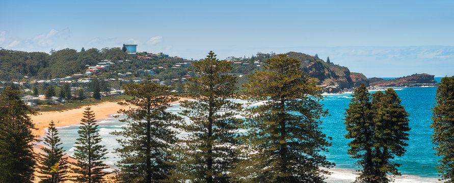 Avoca Beach Panoramic View From Above In Between Norfolk Pine Trees On Central Coast, Australia