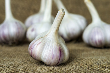 Garlic