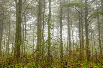 forest mist