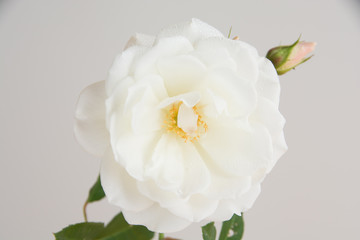 Fototapeta na wymiar 白背景の白いバラのカード素材