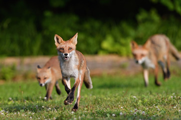 キタキツネの家族