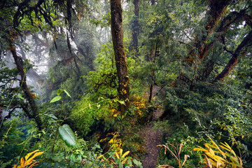 Rainforest of Himalayas