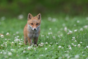 Obraz premium キタキツネの子供