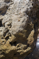 Unterwasserwelt: Meerestiere und Pflanzen unter wasser