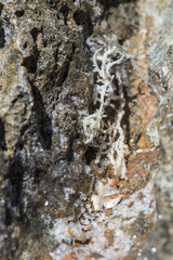 Unterwasserwelt: Meerestiere und Pflanzen unter wasser