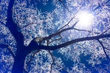 Branches of a tree in ice. Frost. Winter.