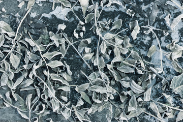 Leaves are frozen to the ground. Frozen plants.