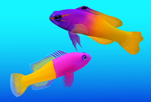 Bicolor Dottyback (Pictichromis paccagnella), fish