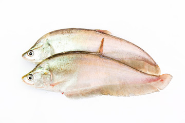 carp fish or goldfish isolated on white background