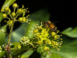 Macro Close Up