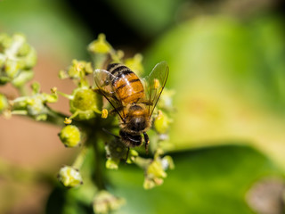 Macro Close Up