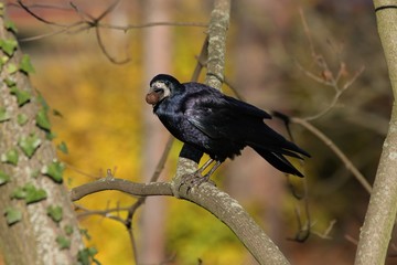 rook (corvus frugilegus) with nut in the beak