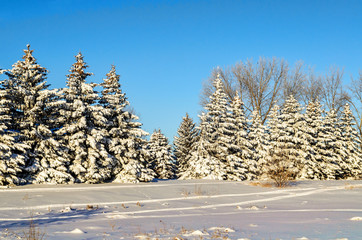 Landscape of cold and beautiful, snowy winter