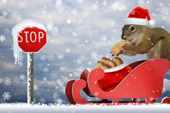 Red squirrel wearing a santa hat looking for peanuts in a red sleigh in the snow - Powered by Adobe