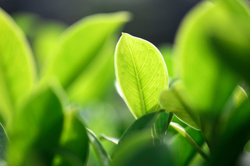 Closeup nature view of green leaf in garden at summer under sunlight.