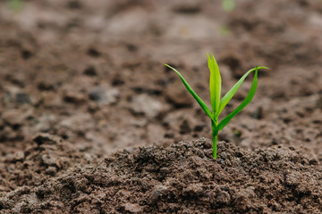 Green sprout from the earth, concept new beginning