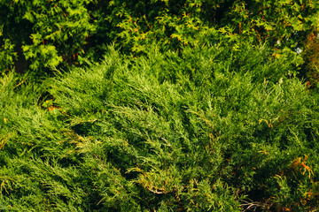 Blurred of green natural tree in park background.
