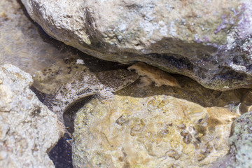 Meerestiere / Fische essen Brot und verstecken sich in Felsen