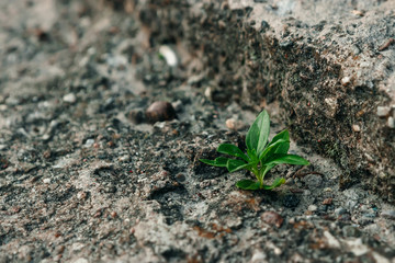 A small green sprout makes its way through concrete. The concept of struggle, confrontation. Close-up. Copy space.