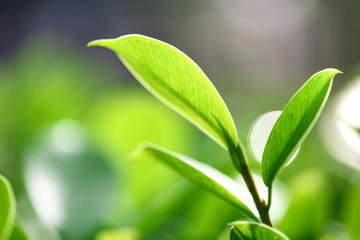 Closeup nature view of green leaf in garden at summer under sunlight.