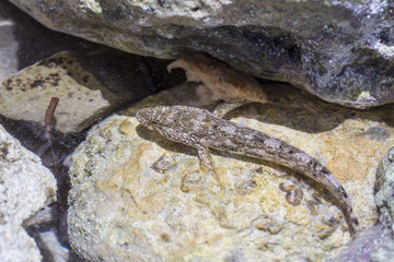Meerestiere / Fische essen Brot und verstecken sich in Felsen