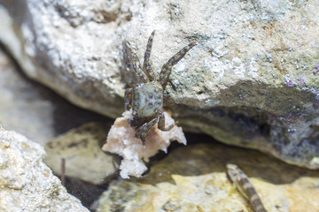 Krebs / Krabbe versteckt sich essend in Steinritze