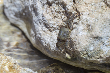 Krebs / Krabbe versteckt sich essend in Steinritze