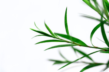 Naklejka premium green leaf isolated on white