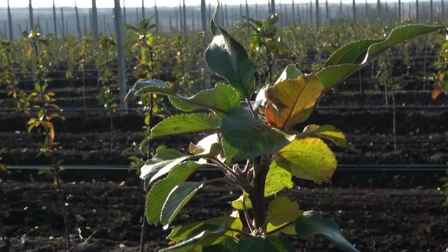 Freshly-planted apple trees in an intensive apple orchard