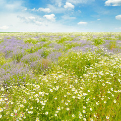 Field with daisies and blue sky,