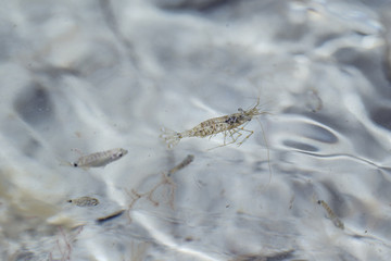 Meerestiere / Fische essen Brot und verstecken sich in Felsen