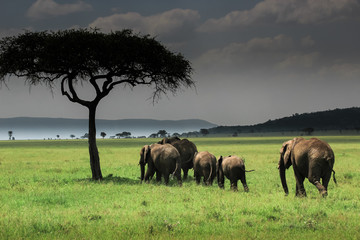 Group of elephants in Serengeti NP / Elefantenherde in der Serengeti