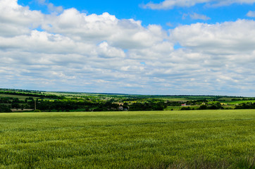 Fototapeta na wymiar Field of green wheat on summer