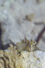 Meerestiere / Fische essen Brot und verstecken sich in Felsen